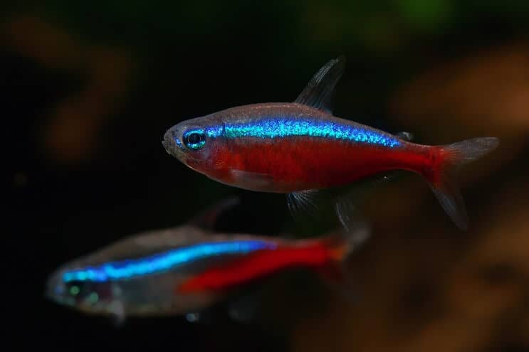 compania acuario tetra