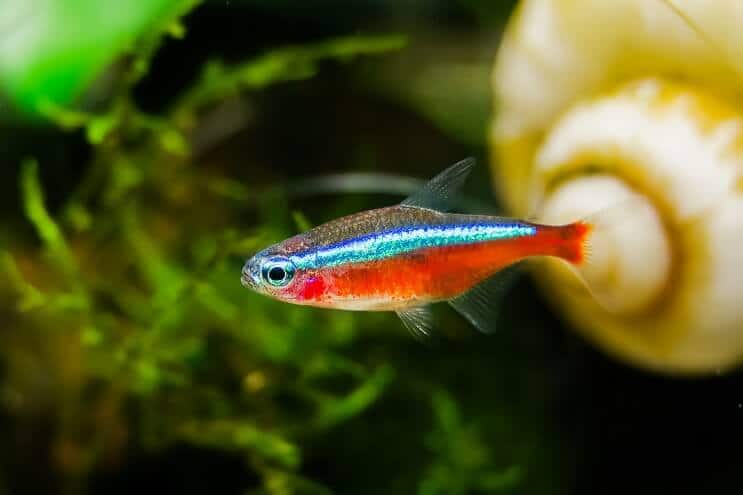 vision general tetra