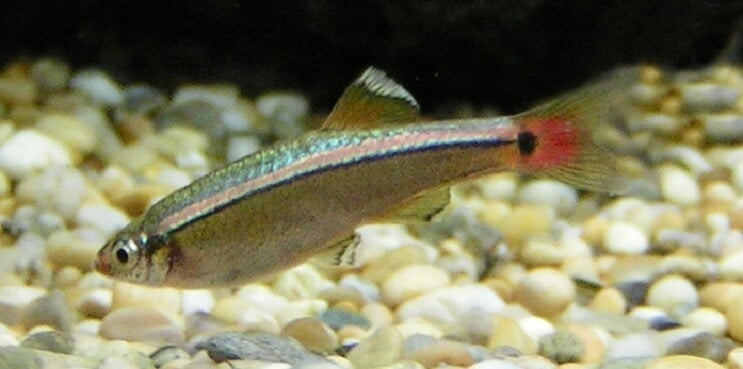 Tanichthys albonubes