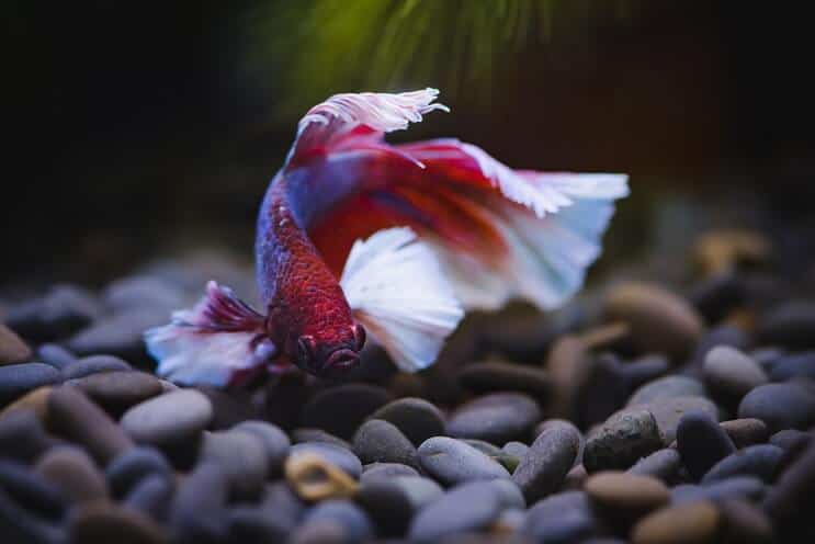 betta