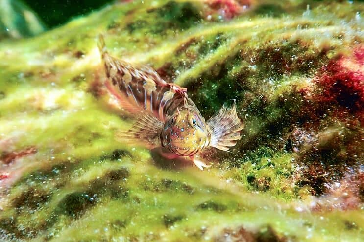 blenny