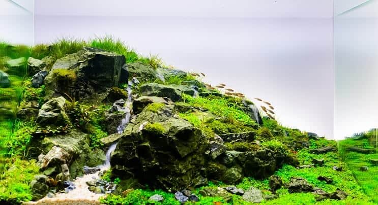 natural aquascape