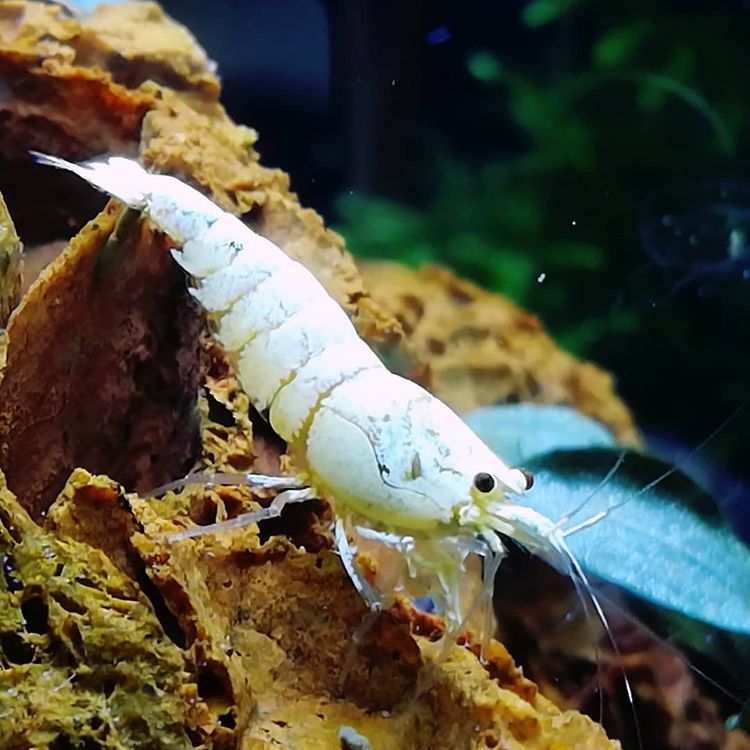 Camarones Snowball (Neocaridina cf zhangjiajiensis var. Blanco)