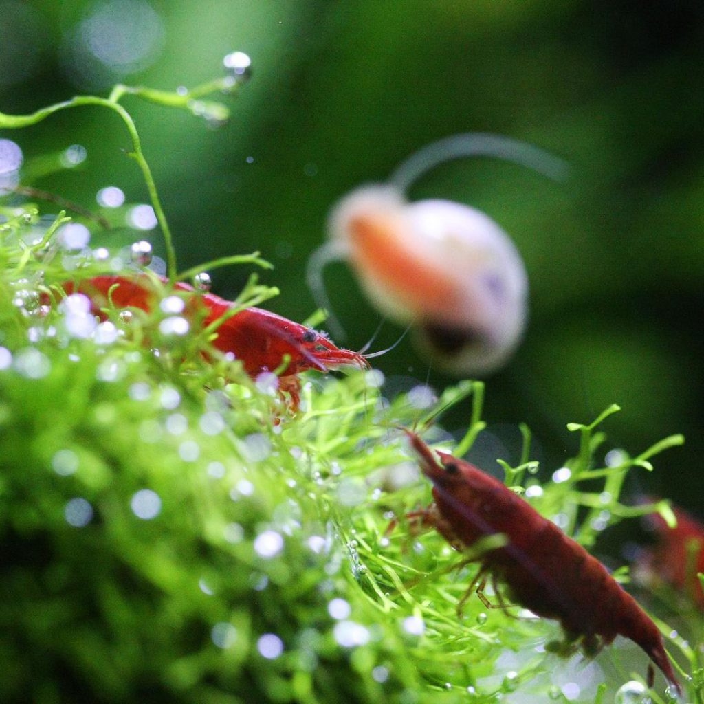 Red Cherry Shrimp