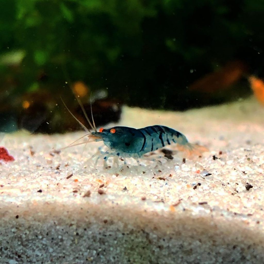 Camarones azules (Caridina cf. cantonensis)