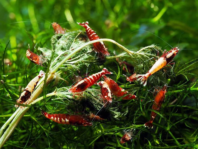 Caridina