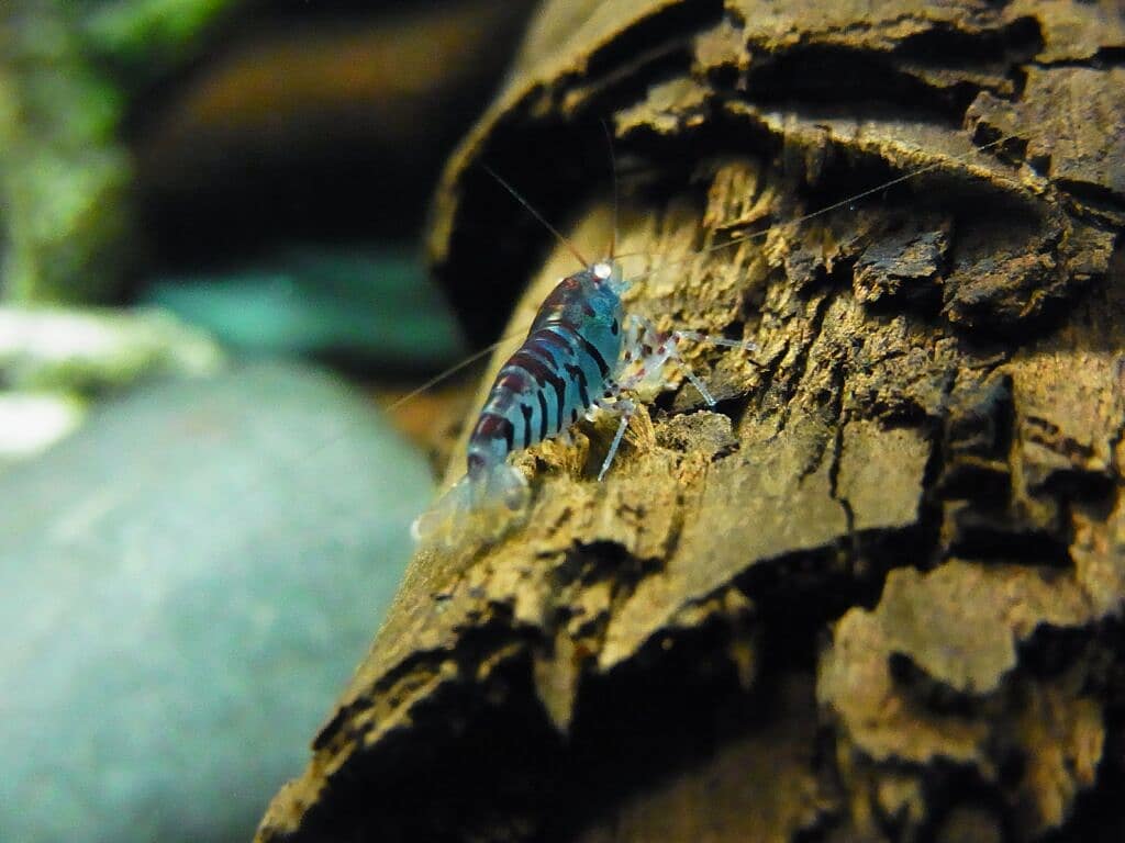 Caridina cf. cantonensis ‘Blue Tiger