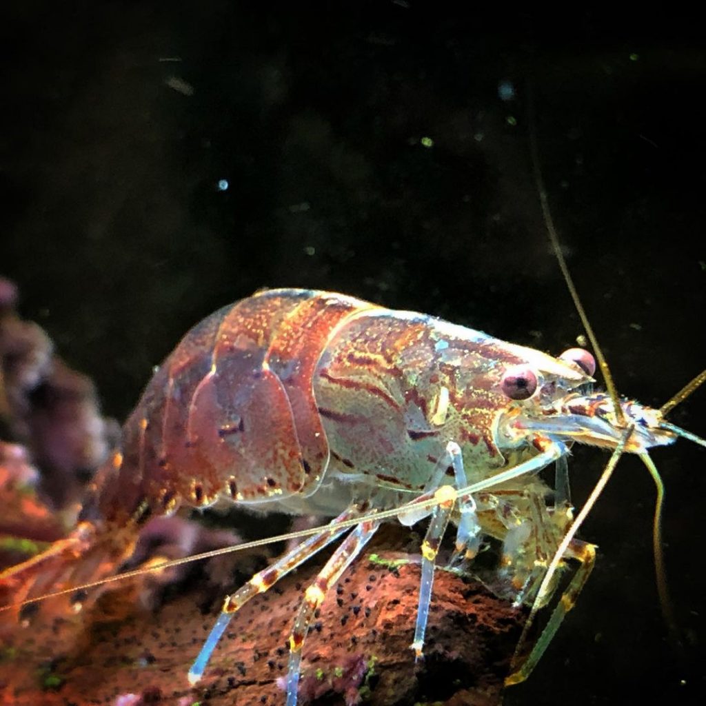 Amano Shrimp (Caridina multidentata)