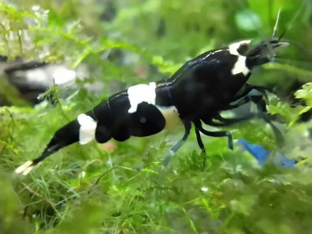 Camarones Panda (Caridina cantonensis var. ‘Panda’)