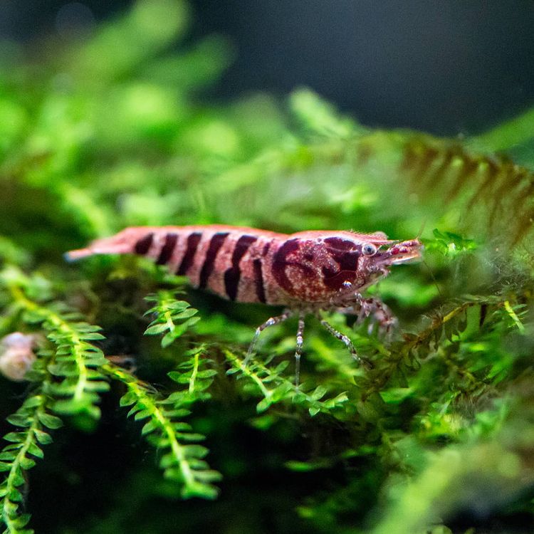 Babaulti Shrimp (Caridina babaulti)