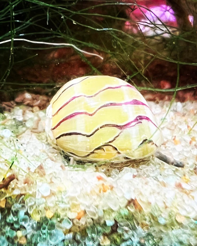 el caracol neritina