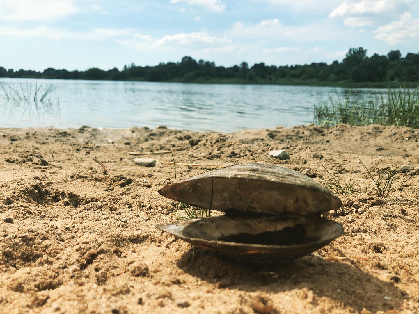 almejas de agua dulce