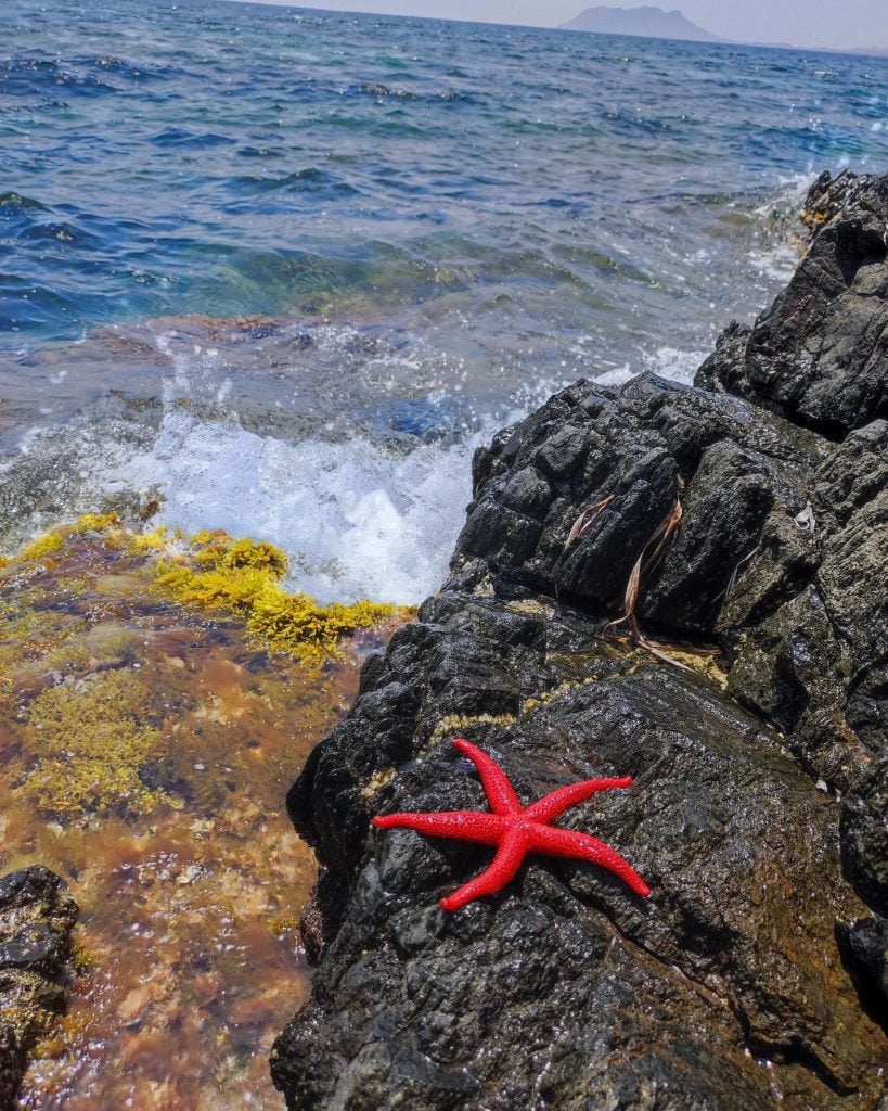 estrella de mar