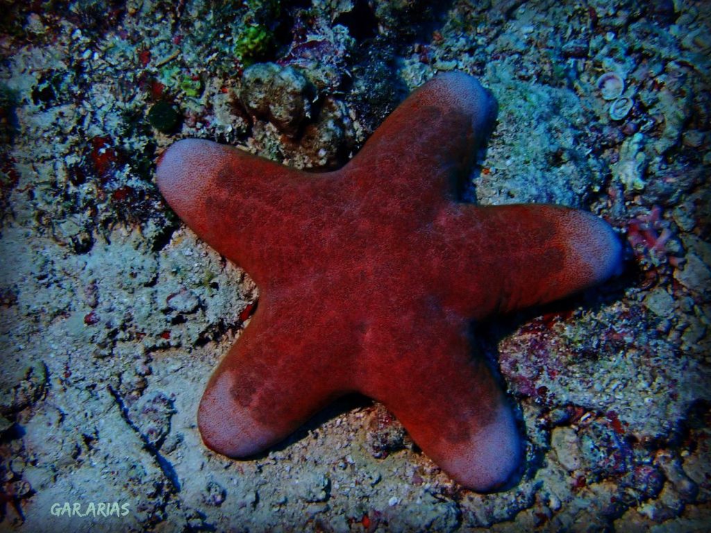 tipos estrellas de mar