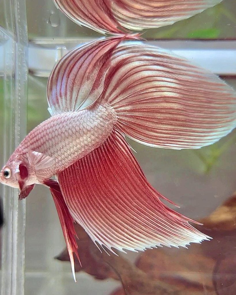 Betta Cola de Velo -Veiltail Betta