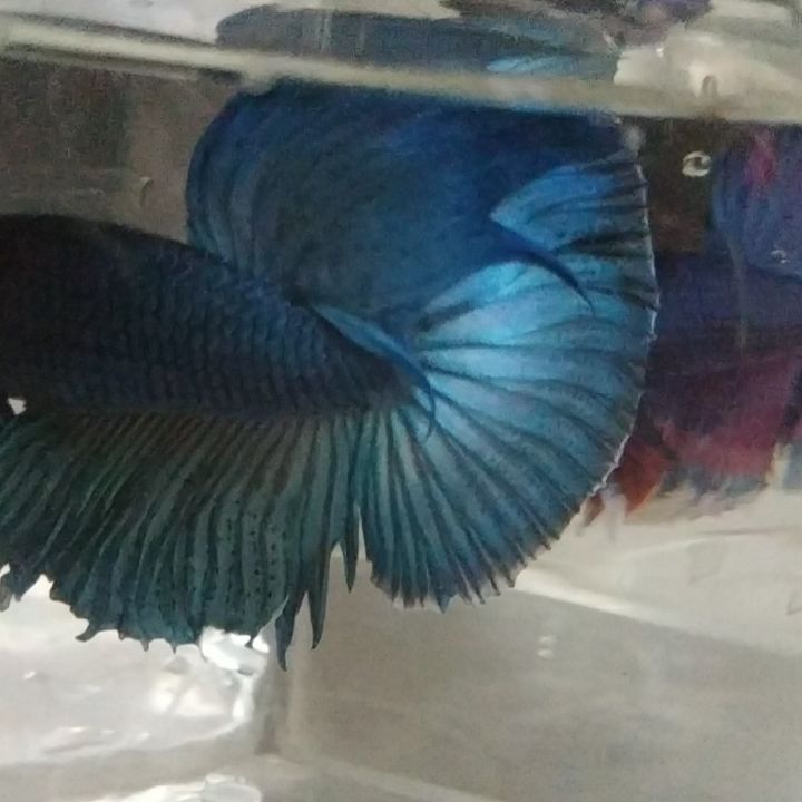 Betta Delta y Superdelta