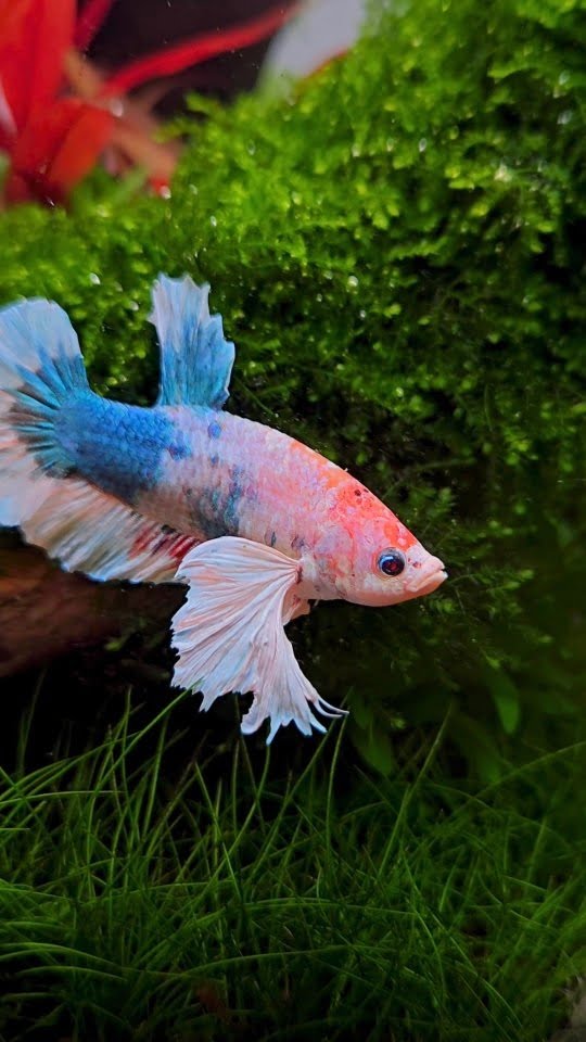 Elephant Ear Betta