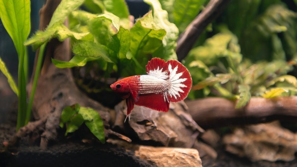 Halfmoon Betta