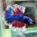 betta Rosetail